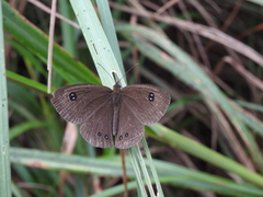 Ypthima ypthimoides