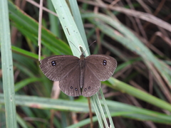 Ypthima ypthimoides