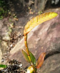 Bulbophyllum occultum image