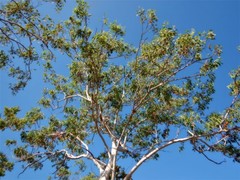 Eucalyptus miniata