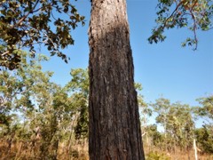 Eucalyptus miniata