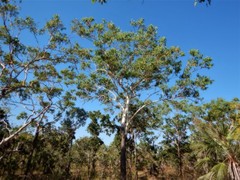 Eucalyptus miniata