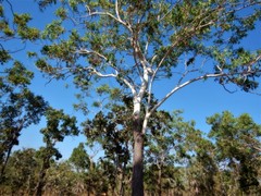 Eucalyptus miniata