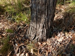 Eucalyptus miniata