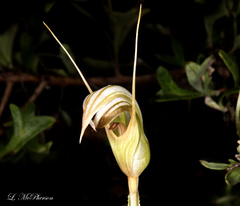 Pterostylis ophioglossa