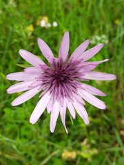 Tragopogon eriospermus