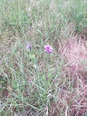 Tragopogon eriospermus