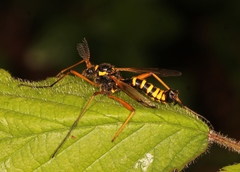 Ctenophora flaveolata