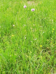 Tragopogon eriospermus