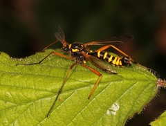 Ctenophora flaveolata