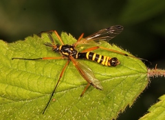 Ctenophora flaveolata