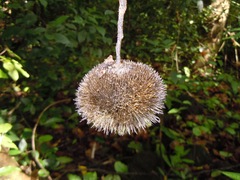 Apeiba tibourbou