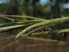 Andropogon gayanus