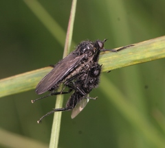 Empis ciliata
