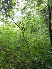 Apeiba tibourbou