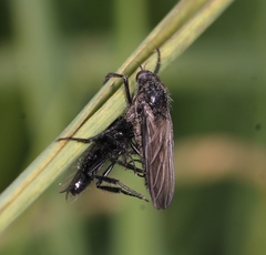 Empis ciliata