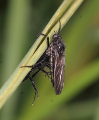 Empis ciliata