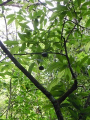 Apeiba tibourbou