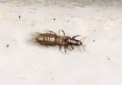 Limothrips cerealium