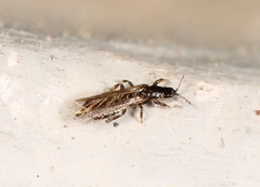 Limothrips cerealium
