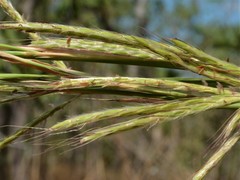 Andropogon gayanus
