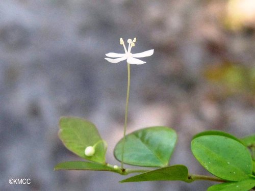 Phyllanthus cryptophilus image