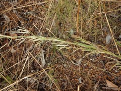 Andropogon gayanus