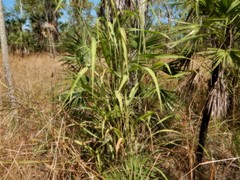 Andropogon gayanus