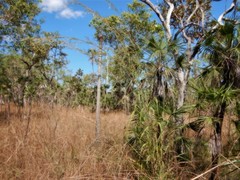 Andropogon gayanus