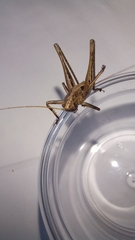 Alfredectes semiaeneus