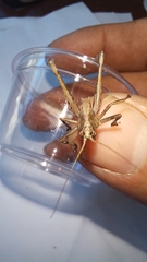 Alfredectes semiaeneus