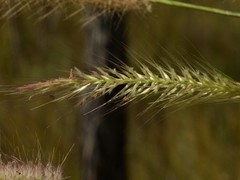 Cenchrus pedicellatus