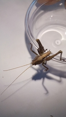 Alfredectes semiaeneus