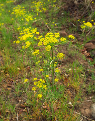 Lomatium triternatum anomalum
