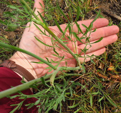 Lomatium triternatum anomalum