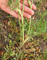 Lomatium triternatum anomalum