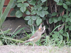 Cardinalis sinuatus