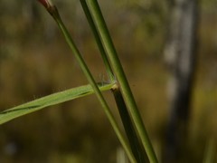 Cenchrus pedicellatus