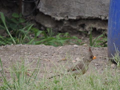 Cardinalis sinuatus