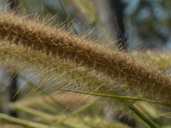 Cenchrus pedicellatus