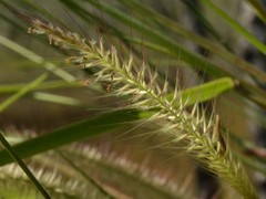 Cenchrus pedicellatus
