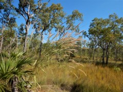 Cenchrus pedicellatus