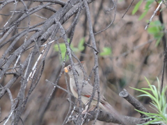Cardinalis sinuatus