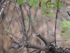 Cardinalis sinuatus