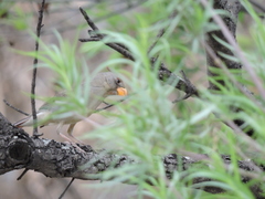 Cardinalis sinuatus