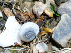 Sonorella allynsmithi
