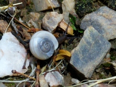 Sonorella allynsmithi