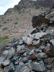 Sonorella allynsmithi