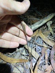 Haemodorum austroqueenslandicum