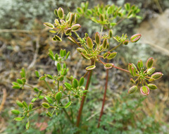 Lomatium serpentinum